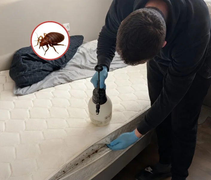Technicien traitant un matelas contre les punaises de lit à Montfermeil